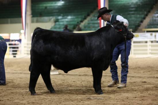 JK15-1-1858_Outlaw Show Ring_12x8