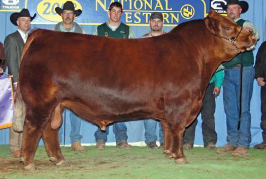 RID R COLLATERAL 2R<br>THE 2008 NATIONAL CHAMPION GELBVIEH BULL AT THE NATIONAL WESTERN STOCK SHOW