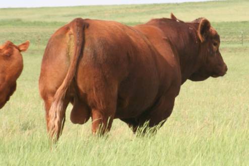 RID R COLLATERAL 2R<br>AT 7 YEARS OF AGE, IN THE PASTURE BREEDING